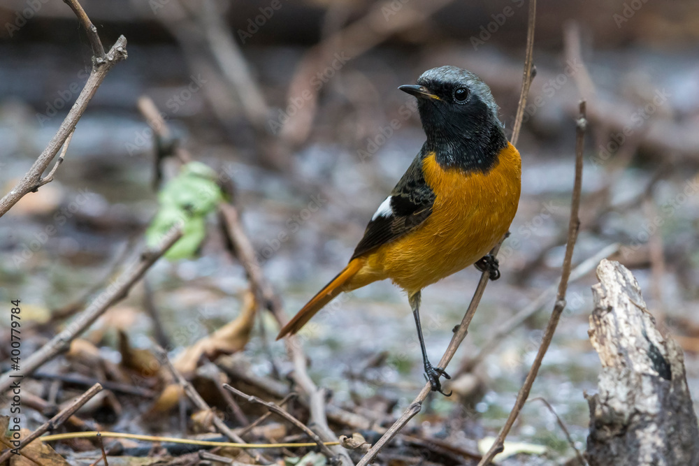 Fototapeta premium Spiegelroodstaart; Daurian Redstart; Phoenicurus auroreus