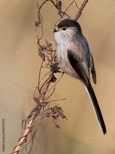 Italiaanse Staartmees, Italian Long-tailed Tit; Aegithalos cauda photo