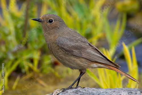 Zwarte Roodstaart, Black Redstart; Phoenicurus ochruros photo