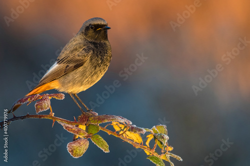 Zwarte Roodstaart, Black Redstart, Phoenicurus ochruros photo