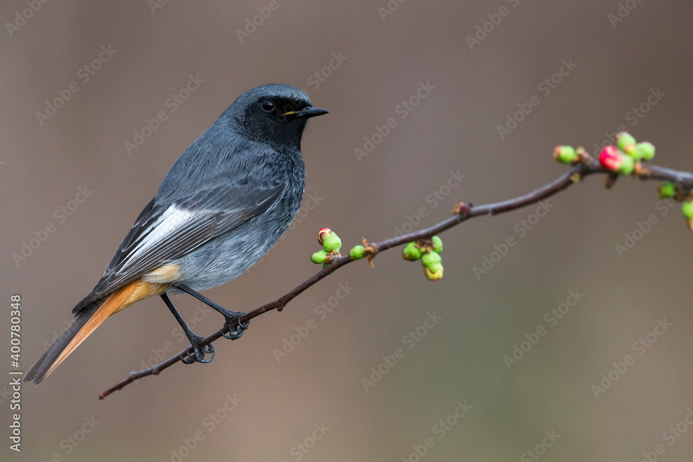 Zwarte Roodstaart, Black Redstart, Phoenicurus ochruros
