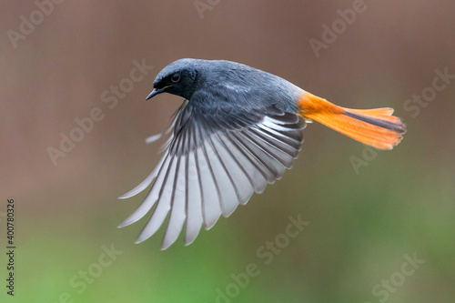 Zwarte Roodstaart, Black Redstart, Phoenicurus ochruros photo