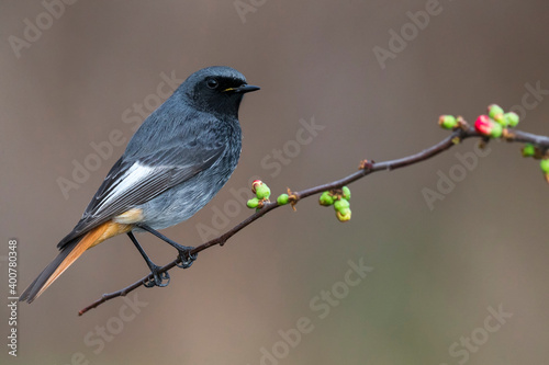 Obraz na płótnie Zwarte Roodstaart, Black Redstart, Phoenicurus ochruros w salonie