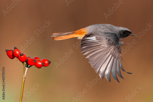 Zwarte Roodstaart, Black Redstart, Phoenicurus ochruros photo