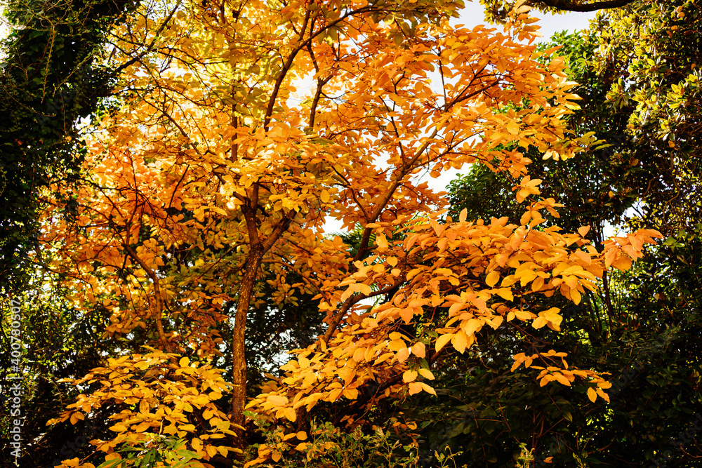 bright yellow foliage on an autumn tree among green trees 
