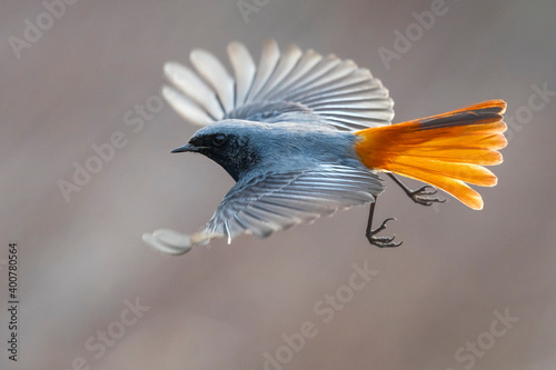 Zwarte Roodstaart, Black Redstart, Phoenicurus ochruros photo