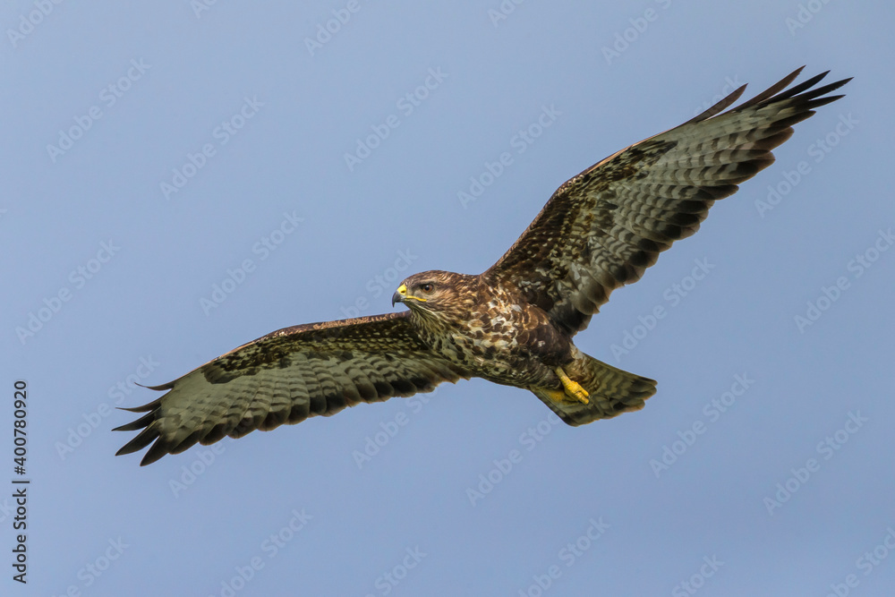 Fototapeta premium Buizerd ssp rothschildi; Azores Common Buzzard; Buteo buteo rothschildi