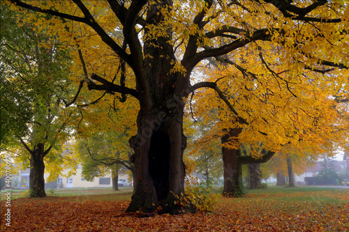 Alte Lindenbäume im Herbst, Herbstfärbung, Bayern, Deutschland, Europa