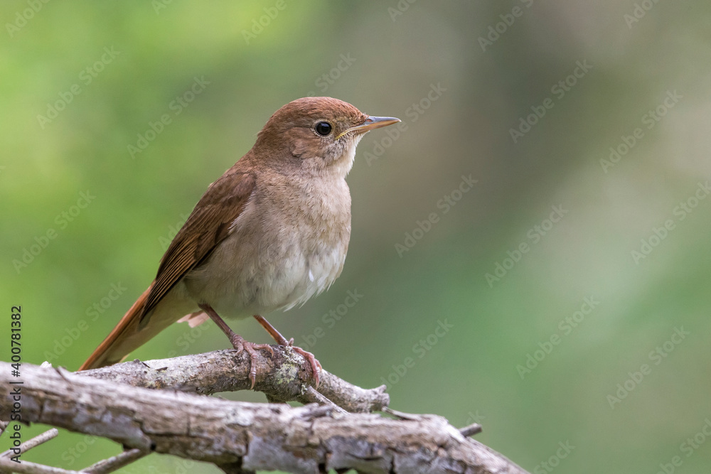 Nachtegaal; Nightingale; Luscinia megarhynchos Nachtegaal; Nightingale; Luscinia megarhynchos