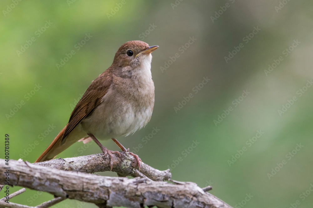 Nachtegaal; Nightingale; Luscinia megarhynchos Nachtegaal; Nightingale; Luscinia megarhynchos