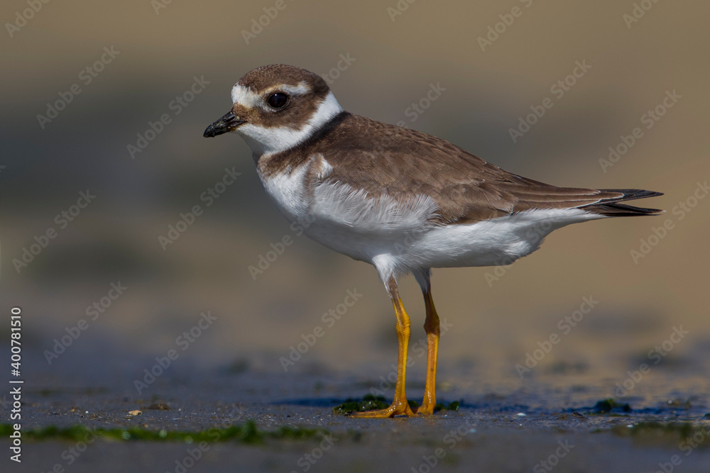 Bontbekplevier; Common Ringed Plover; Charadrius hiaticula Bontbekplevier; Common Ringed Plover; Charadrius hiaticula