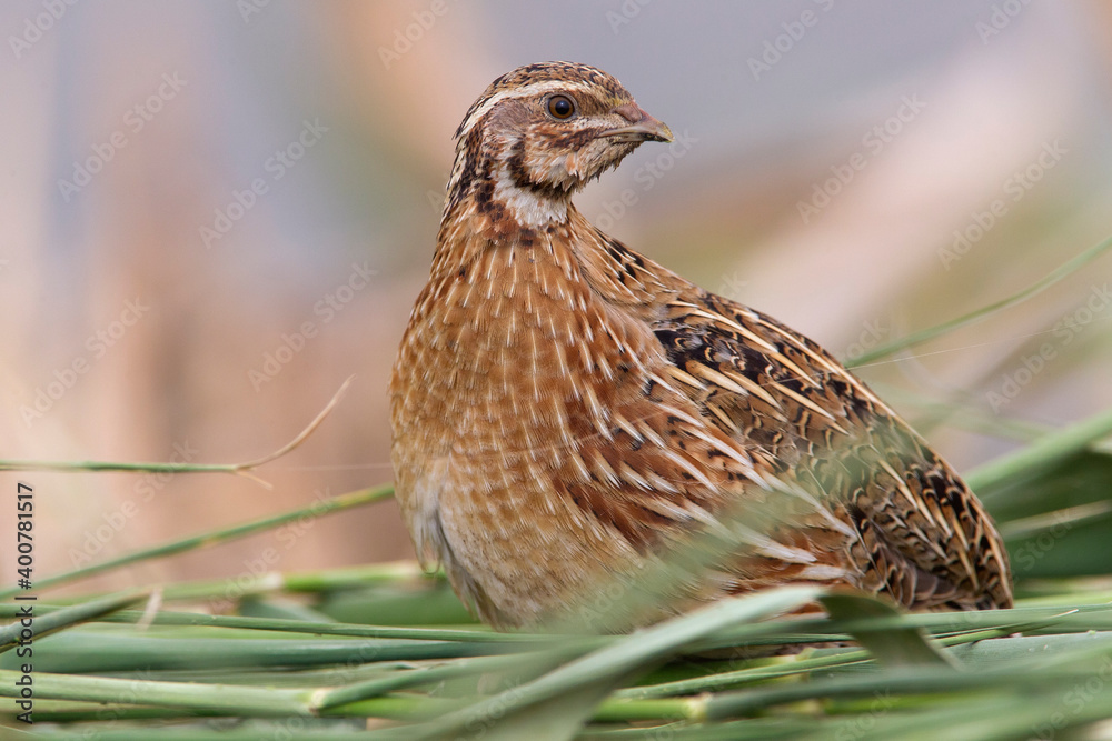 Kwartel, Common Quail, Coturnix coturnix
