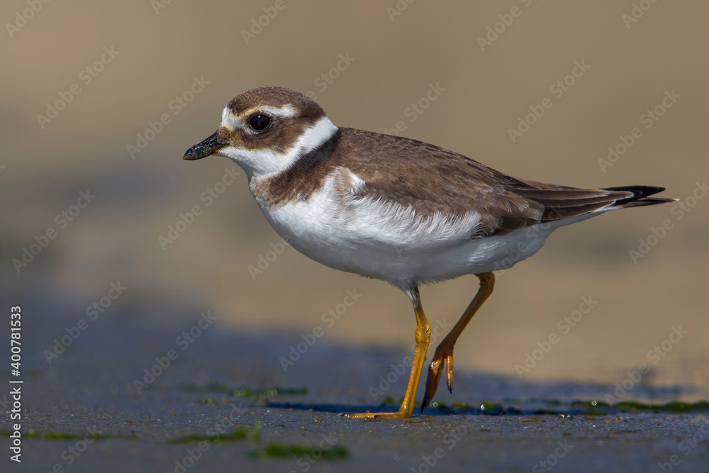 Fototapeta premium Bontbekplevier; Common Ringed Plover; Charadrius hiaticula