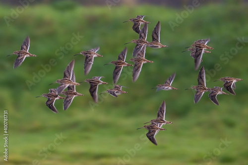 Watersnip, Common Snipe, Gallinago gallinago photo