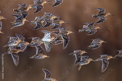 Watersnip, Common Snipe, Gallinago gallinago photo