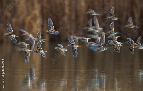 Watersnip, Common Snipe, Gallinago gallinago photo