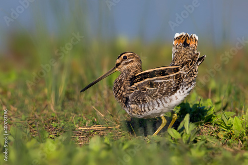 Watersnip; Common Snipe; Gallinago gallinago photo