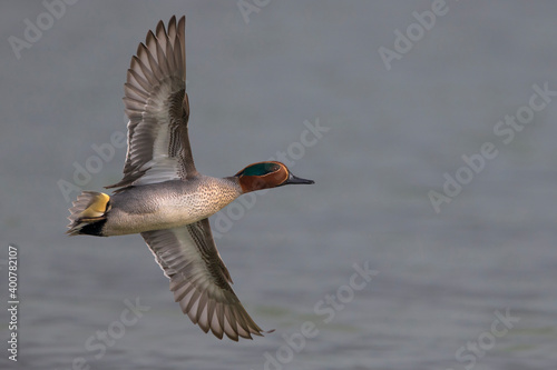 Obraz na płótnie Wintertaling, Common Teal, Anas crecca
