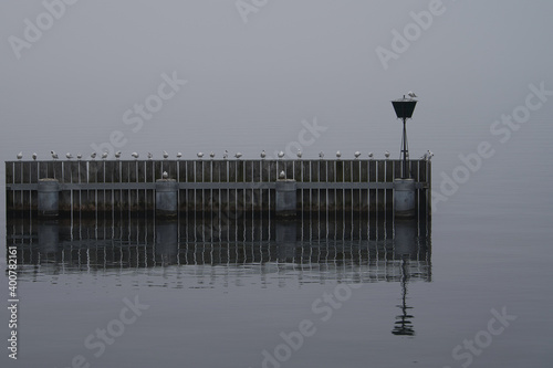 Obraz na płótnie Möwen am Wasser - Natur und Mensch w salonie
