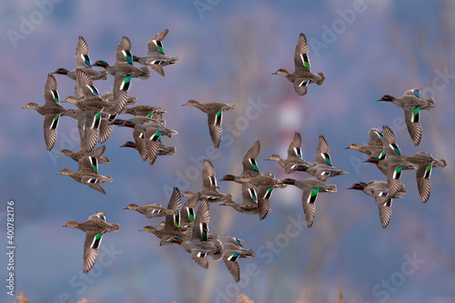 Tableau sur toile Wintertaling, Common Teal, Anas crecca