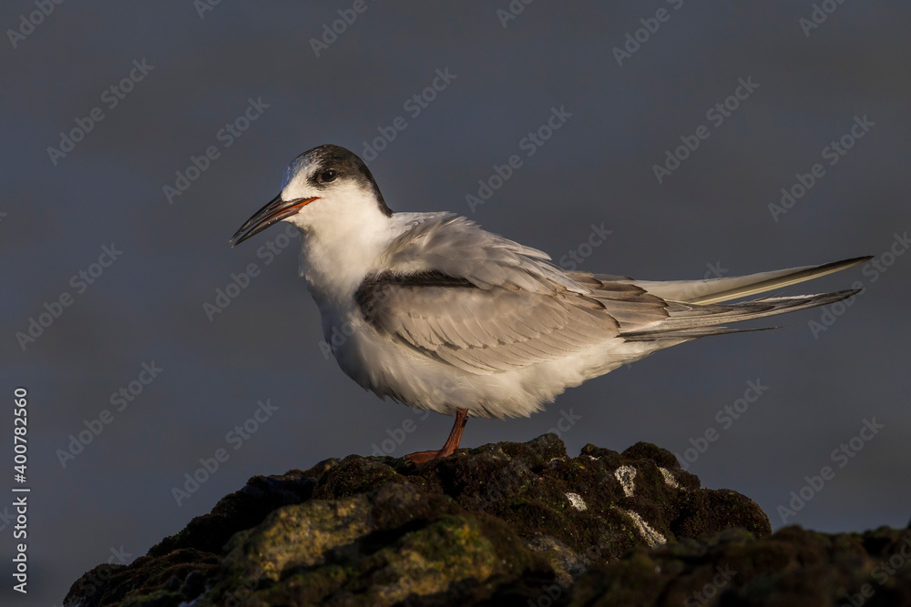 Visdief; Common Tern; Sterna hirundo Visdief; Common Tern; Sterna hirundo