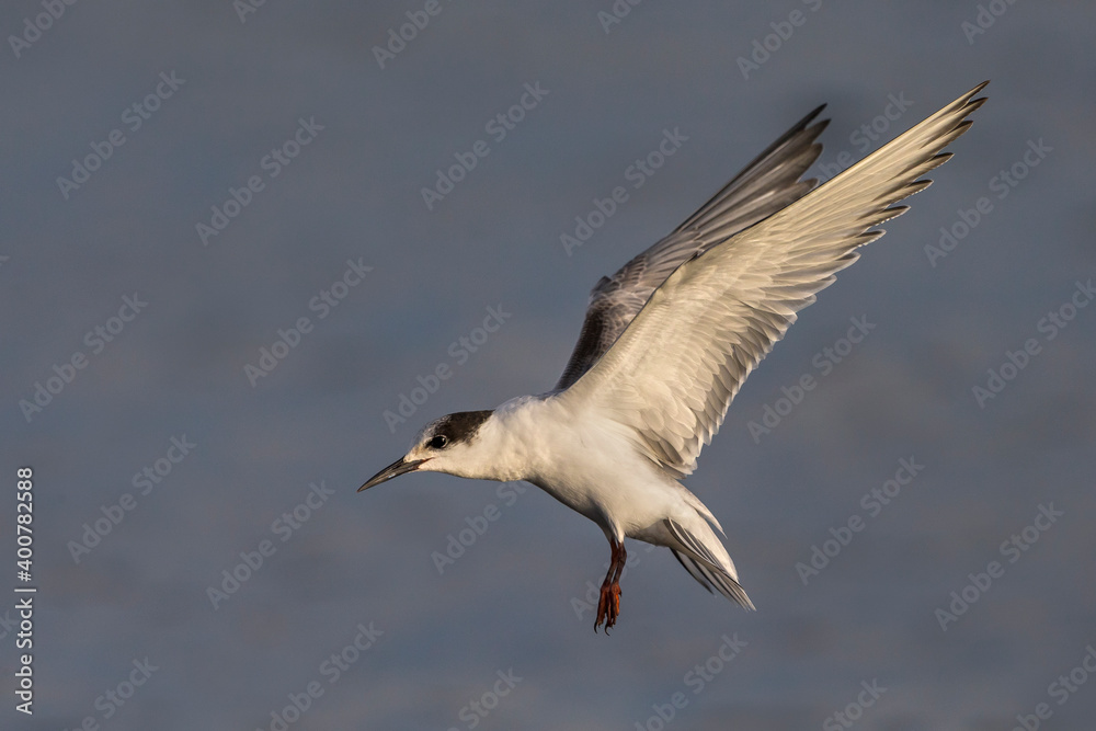 Visdief; Common Tern; Sterna hirundo Visdief; Common Tern; Sterna hirundo