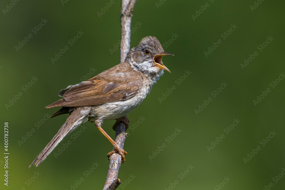 Grasmus; Common Whitethroat; Sylvia communis Grasmus; Common Whitethroat; Sylvia communis