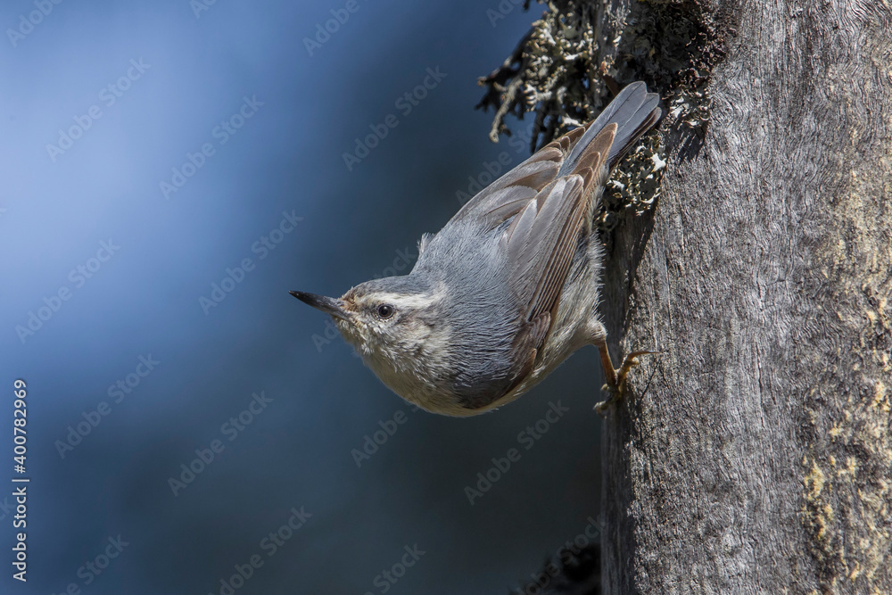 Corsicaanse Boomklever; Corsican Nuthatch; Sitta whiteheadi