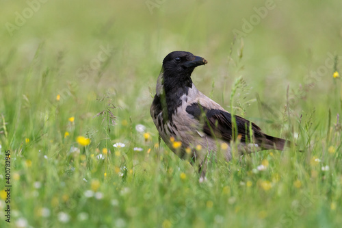 Bonte Kraai; Hooded Crow; Corvus cornix photo