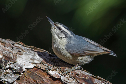 Corsicaanse Boomklever; Corsican Nuthatch; Sitta whiteheadi