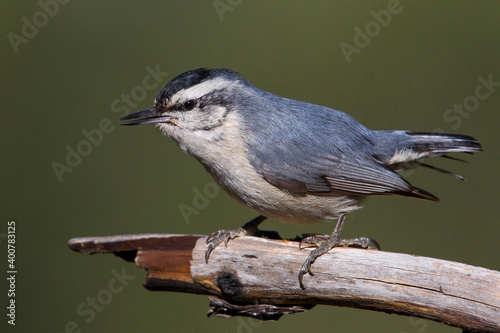 Corsicaanse Boomklever; Corsican Nuthatch; Sitta whiteheadi photo