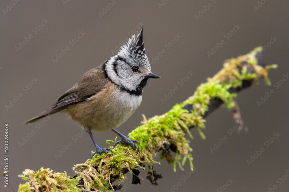 Kuifmees; Crested Tit; Lophophanes cristatus