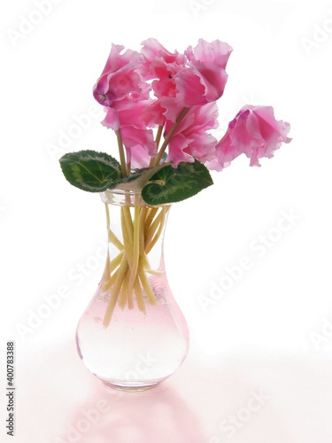 pretty purple flowers of cyclamen potted plant close up