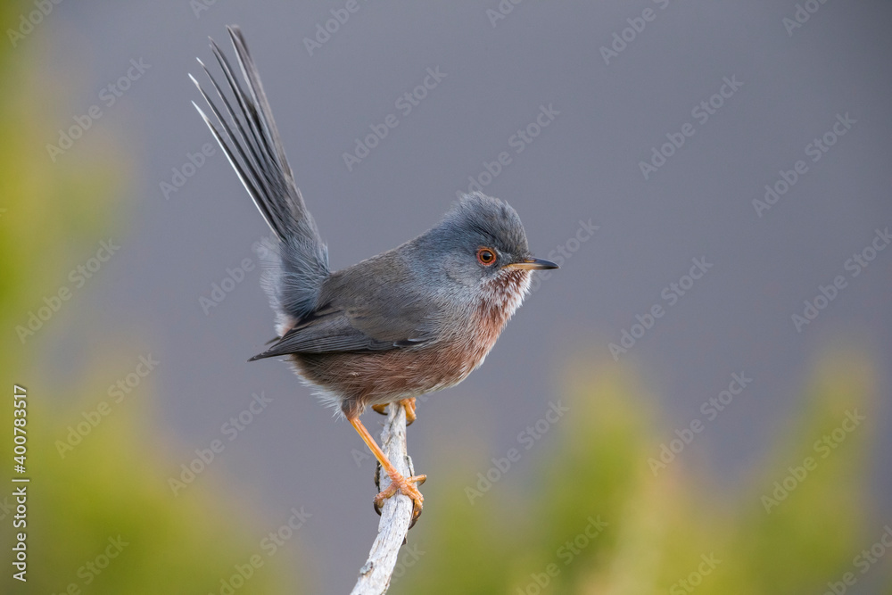 Provencaalse Grasmus; Dartford Warbler; Sylvia undata