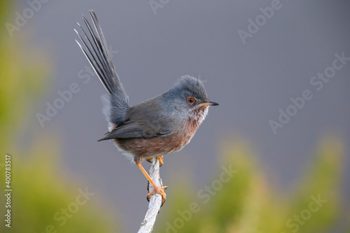 Obraz na płótnie Provencaalse Grasmus; Dartford Warbler; Sylvia undata w salonie