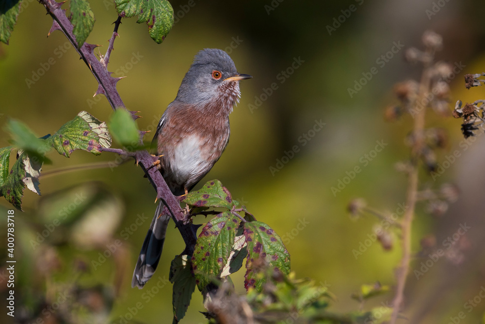 Provencaalse Grasmus; Dartford Warbler; Sylvia undata