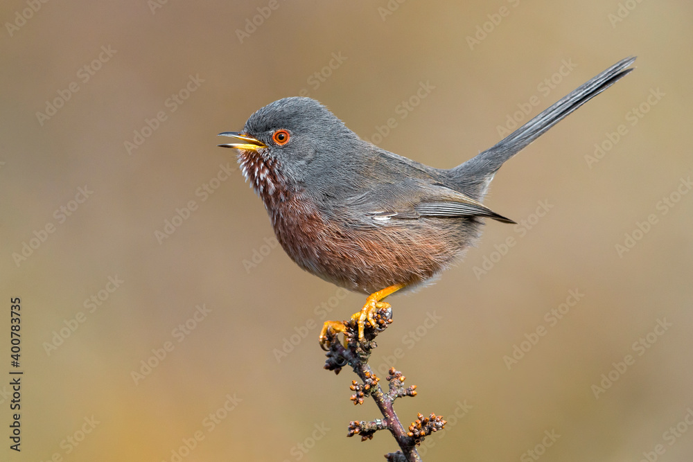 Provencaalse Grasmus; Dartford Warbler; Sylvia undata