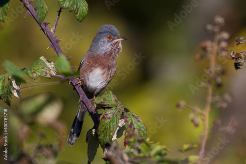 Obraz na płótnie Provencaalse Grasmus; Dartford Warbler; Sylvia undata w salonie