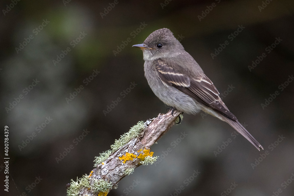 Oostelijke bospiewie; Eastern Wood Pewee; Contopus virens