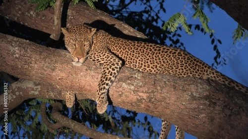 Leopard (Panthera pardus) lying in a tree, illuminated at dawn, South Luangwa National Park, Mfuwe, Zambia, Africa