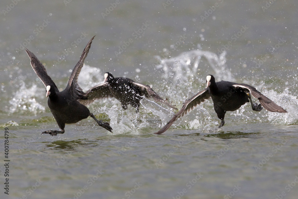 Meerkoet, Eurasian Coot, Fulica atra