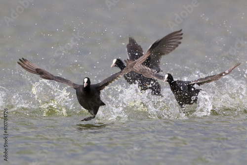 Meerkoet, Eurasian Coot, Fulica atra photo