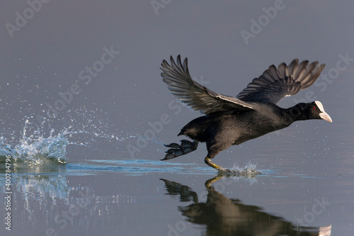 Meerkoet, Eurasian Coot, Fulica atra photo