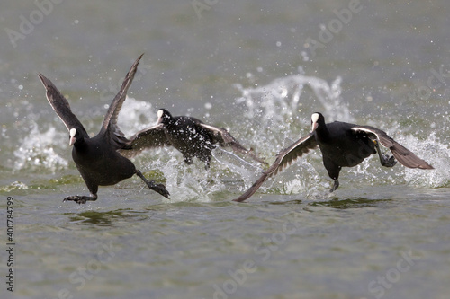 Obraz na płótnie Meerkoet, Eurasian Coot, Fulica atra w salonie
