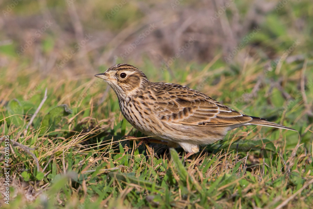 Fototapeta premium Veldleeuwerik; Eurasian Skylark; Alauda arvensis