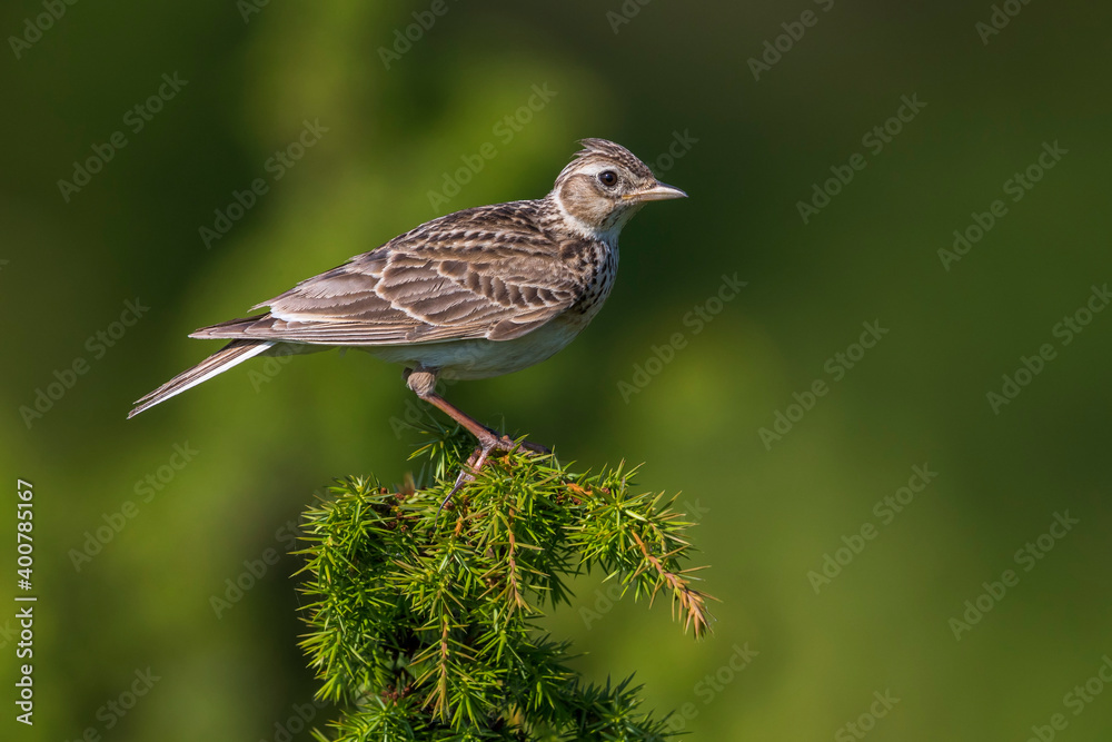 Veldleeuwerik; Eurasian Skylark; Alauda arvensis Veldleeuwerik; Eurasian Skylark; Alauda arvensis