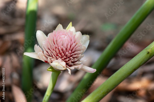 Torch Ginger photo