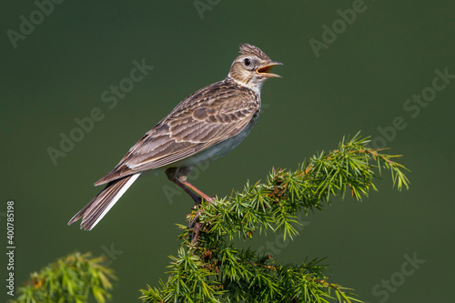 Veldleeuwerik; Eurasian Skylark; Alauda arvensis photo