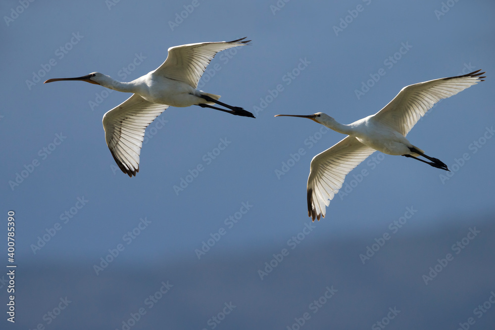 Obraz premium Lepelaar; Eurasian Spoonbill; Platalea leucorodia