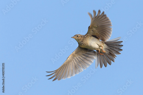 Veldleeuwerik; Eurasian Skylark; Alauda arvensis